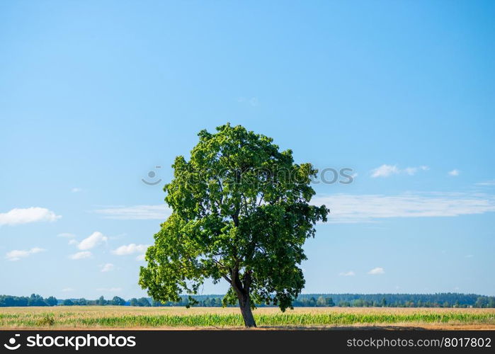 on the center of the tree in the field