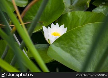 On the green background of the leaves there is a white lotus