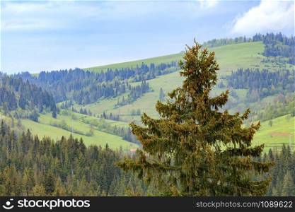On the tops of the Carpathian Mountains among coniferous forests grows tall pine with young cones on top.. The top of a pine tree is dotted with young cones. Carpathians. Mountain landscape, coniferous forests.