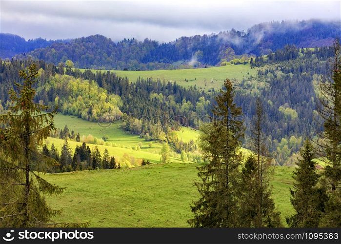On the tops of the Carpathian Mountains, lonely pines grow, and the sun?s rays fall on green pastures in the middle of coniferous forests.. Single pines grow on the hillside in the Carpathians. Far away a flock of sheep graze. Mountain landscape, coniferous forests.