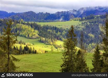 On the tops of the Carpathian Mountains, lonely pines grow, and the sun?s rays fall on green pastures in the middle of coniferous forests.. Single pines grow on the hillside in the Carpathians. Far away a flock of sheep graze. Mountain landscape, coniferous forests.
