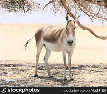 Onager in the reserve Hai-Bar Yotvata in southern Israel.