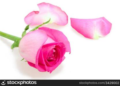 One a pink bud-flower of rose. Close-up. Placed on white background. Studio photography.