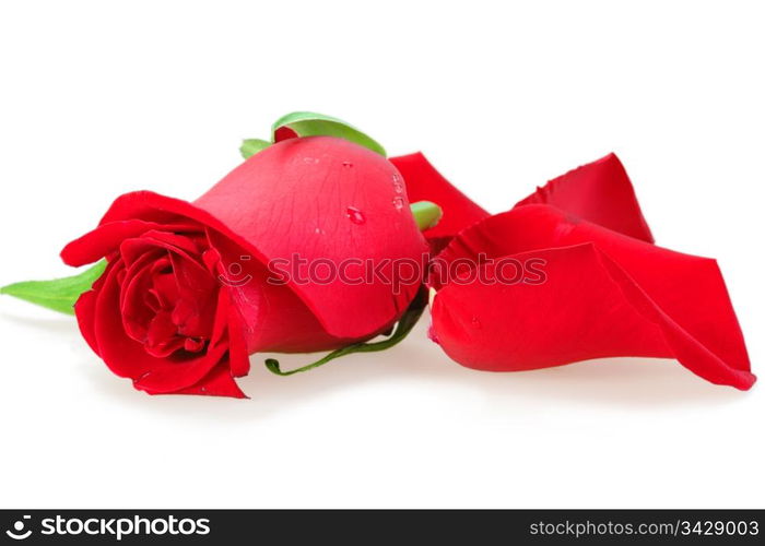 One a red bud-flower of rose. Close-up. Placed on white background. Studio photography.