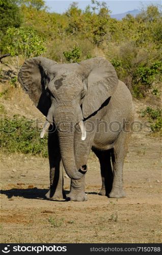 One African Elephant male facing the camera