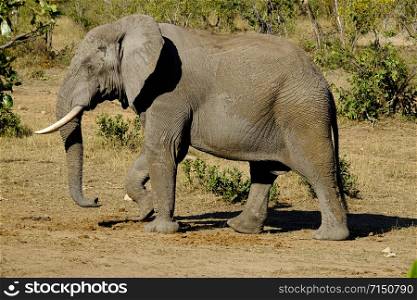 One African Elephant male walking captured sideways