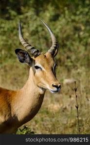 One african male impala alone in the wild