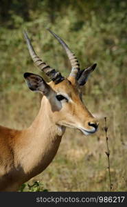 One african male impala alone in the wild