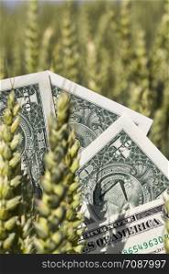 one American dollar pile folded in the shape of a fan on the background of green bright immature ears of wheat, close-up in nature, the concept of agricultural business. one American dollar pile , agricultural business