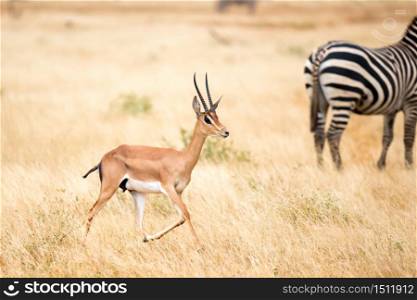 One antelope and some zebras in the savannah of Kenya. An antelope and some zebras in the savannah of Kenya