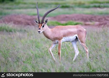 One antelope is standing beween the plants in the savannah. Antelope is standing between the plants in the savannah