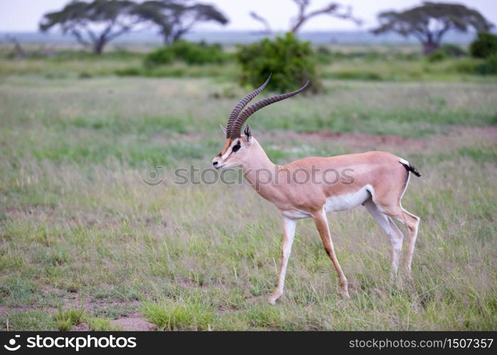 One antelope is standing beween the plants in the savannah. Antelope is standing between the plants in the savannah