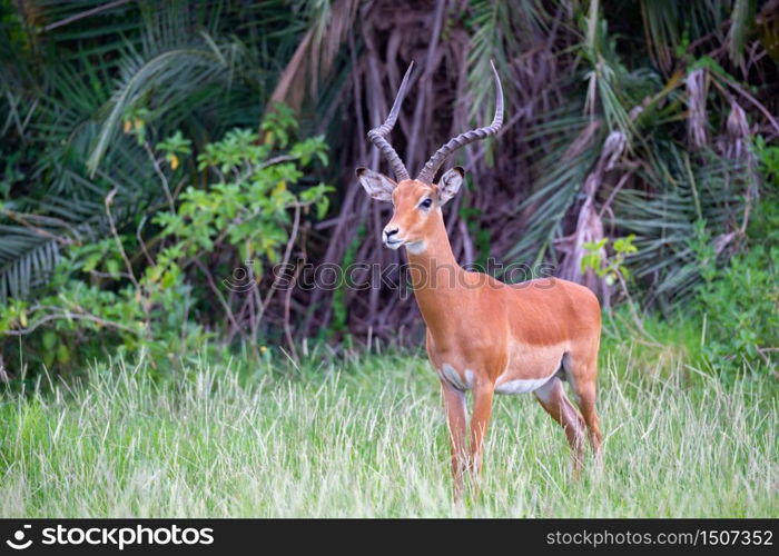 One antelope is standing in the grass in front of the bush. An antelope is standing in the grass in front of the bush