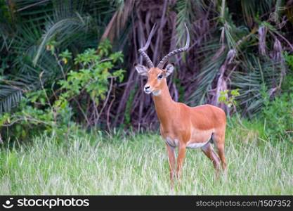 One antelope is standing in the grass in front of the bush. An antelope is standing in the grass in front of the bush
