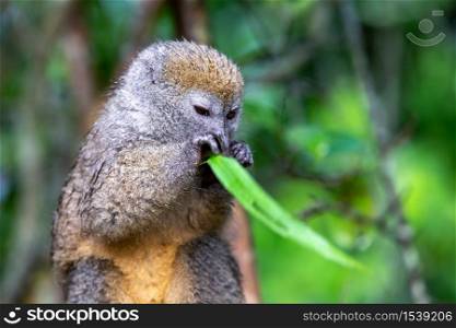 One bamboo lemur with a blade of grass on a branch. A bamboo lemur with a blade of grass on a branch