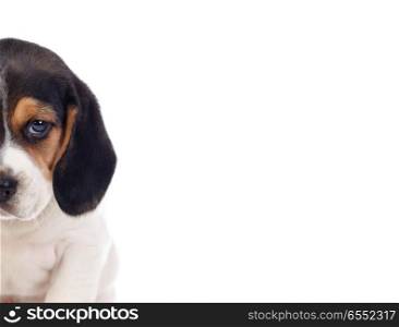 One beautiful beagle puppies. One beautiful beagle puppies isolated on a white background