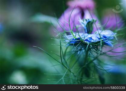 One beautiful blue cornflower flower close up
