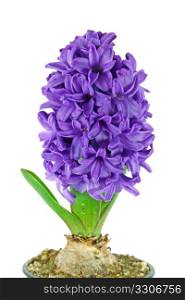 One beautiful purple hyacinth isolated on white