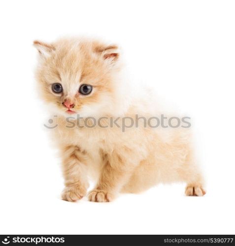 one beige kitten snatd on white background