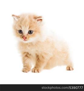 one beige kitten snatd on white background