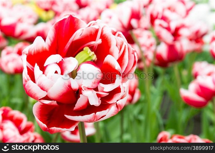 One bicolor red-white tulip in front of many similar flowers