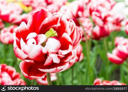 One bicolor red-white tulip in front of many similar flowers
