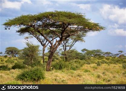One big acacia tree between another bushes and plants. A big acacia tree between another bushes and plants