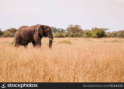 One Big African elephant in golden grass field of Serengeti Grumeti reserve Savanna forest - African Tanzania Safari wildlife trip during great migration