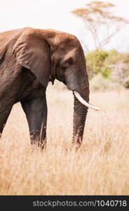 One Big African elephant in golden grass field of Serengeti Grumeti reserve Savanna forest - African Tanzania Safari wildlife trip during great migration