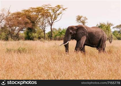 One Big African elephant in golden grass field of Serengeti Grumeti reserve Savanna forest - African Tanzania Safari wildlife trip during great migration