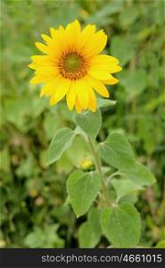 One big and beautiful sunflower with bright yellow