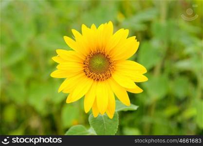 One big and beautiful sunflower with bright yellow