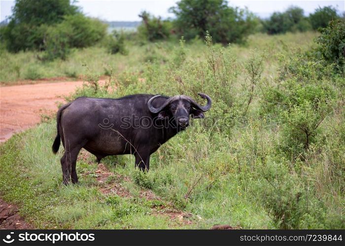 One big buffalo stands on a path in the savannah. A big buffalo stands on a path in the savannah
