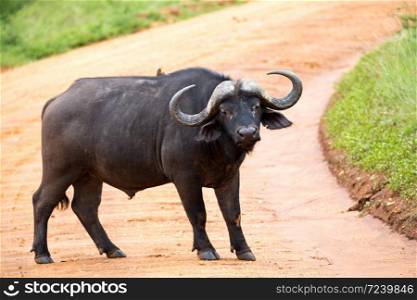 One big buffalo stands on a path in the savannah. A big buffalo stands on a path in the savannah