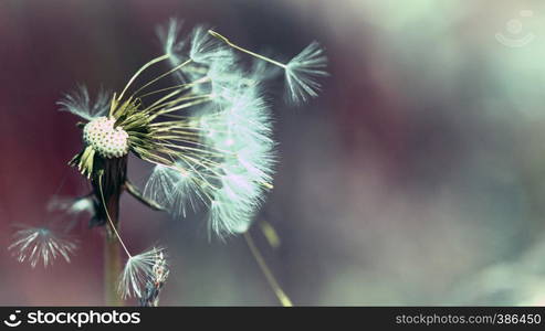 One big fluffy dandelion. Spring