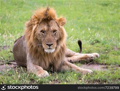 One big lion lies in the grass in the savanna of Kenya. A big lion lies in the grass in the savanna of Kenya