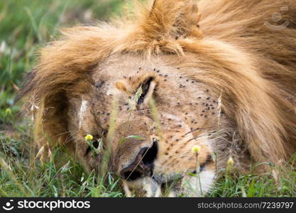 One big lion sleeps in the grass of the Kenyan savannah. A big lion sleeps in the grass of the Kenyan savannah