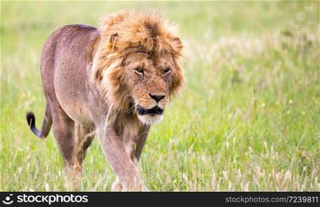 One big male lion is walking in the savannah. A big male lion is walking in the savannah