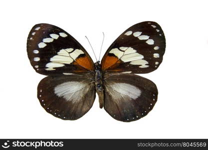 One big pretty butterfly on museum stand isolated