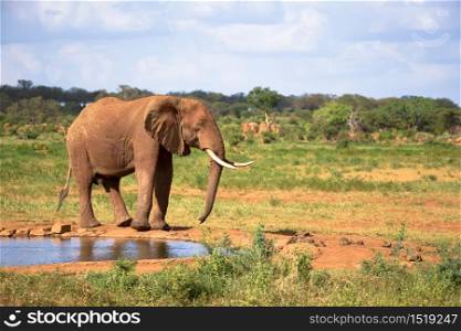 One big red elephant is walking on the bank of a water hole. A big red elephant is walking on the bank of a water hole