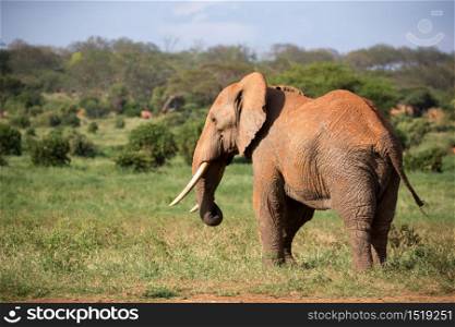 One big red elephant walks through the savannah between many plants. A big red elephant walks through the savannah between many plants
