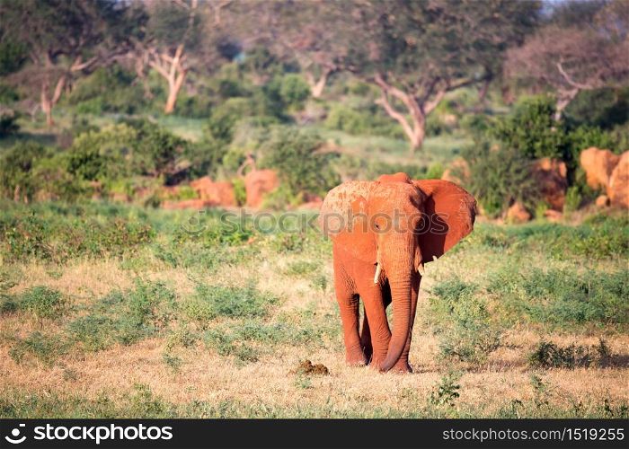 One big red elephant walks through the savannah between many plants. A big red elephant walks through the savannah between many plants