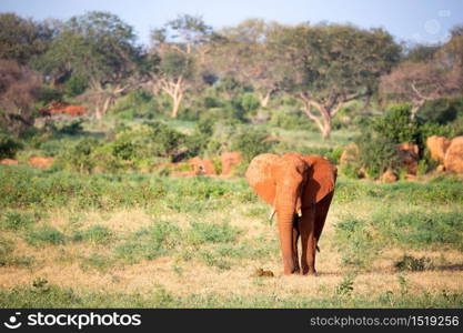 One big red elephant walks through the savannah between many plants. A big red elephant walks through the savannah between many plants