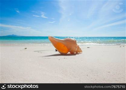 One big seashell on tropical beach close-up. Seashell on beach