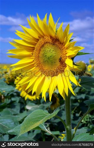 One big sunflower. Nature composition.