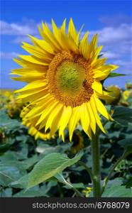 One big sunflower. Nature composition.