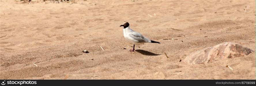 one bird is a seagull on a wild sandy beach. seagull bird