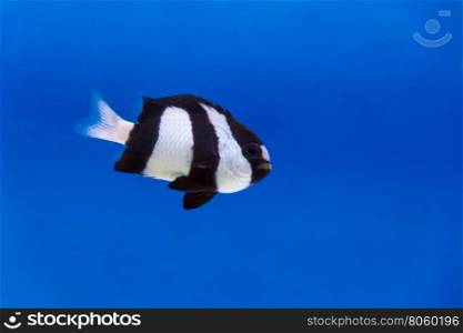 One black and white dascyllus trimaculatus fish in the aquarium