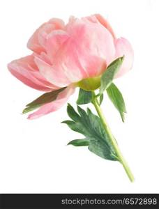 One blooming pink peony flower bud isolated on white background. Fresh peony flowers