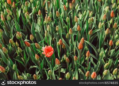 One blossoming red tulip in the field of buds. Top view. One blossoming red tulip